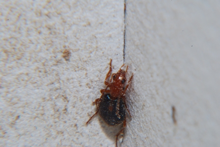 Carabidae: Brachinus sclopeta